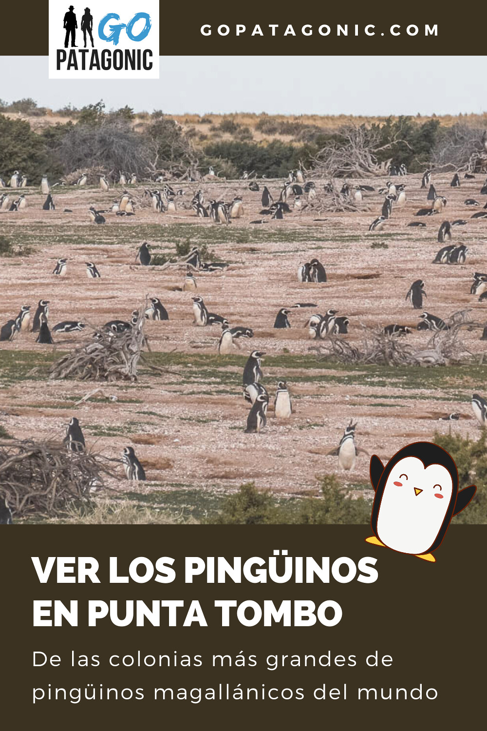 Visitar Punta Tombo y ver los pingüinos de Magallanes