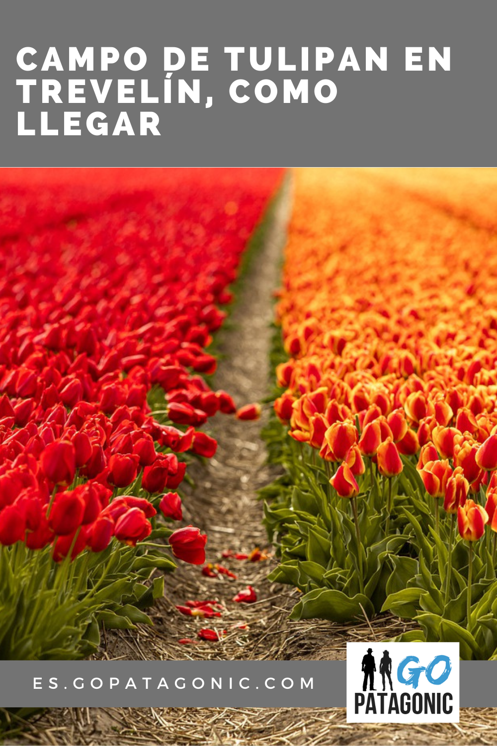 campo de tulipanes en Trevelin