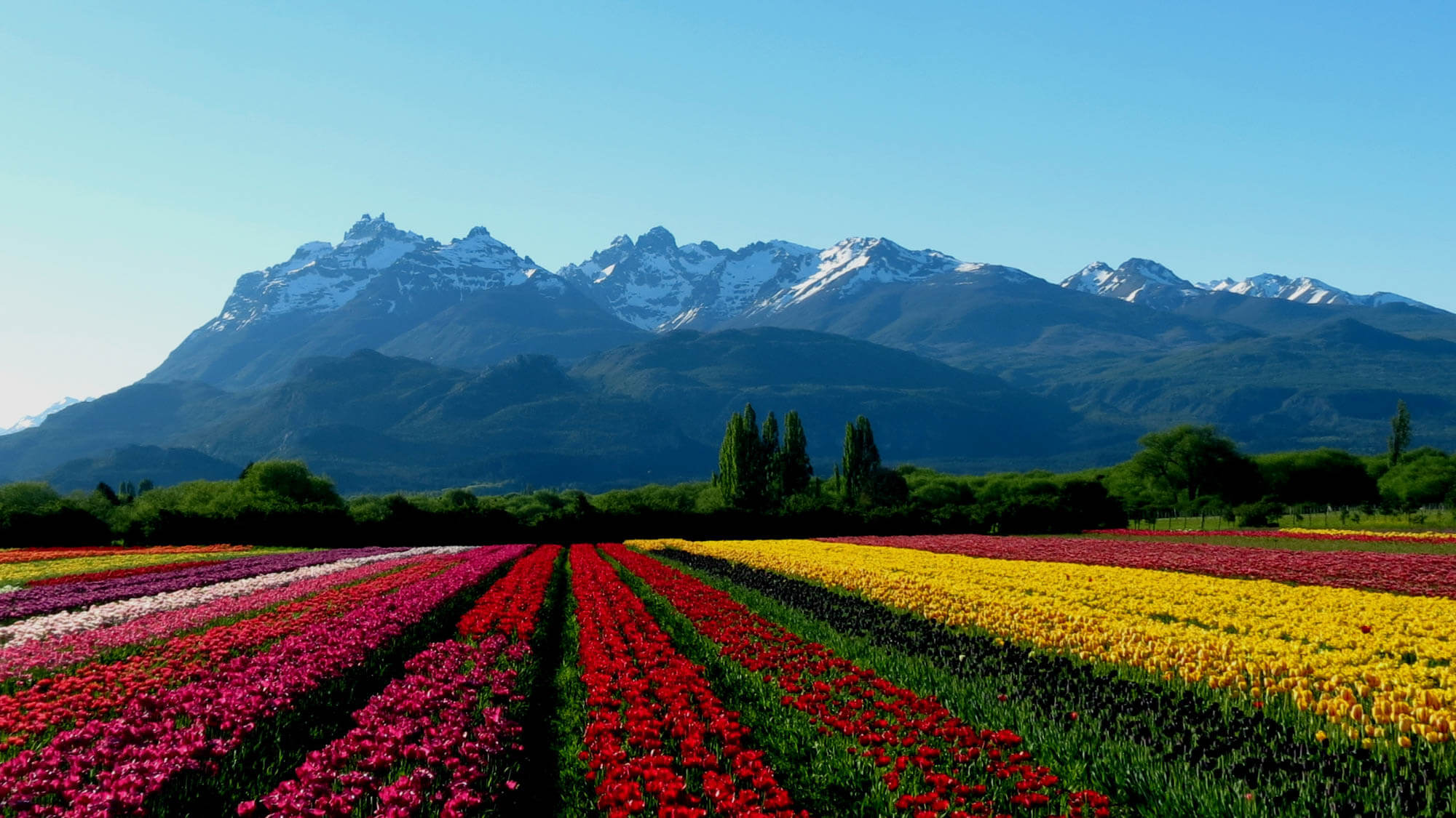 campo de tulipanes en Trevelin