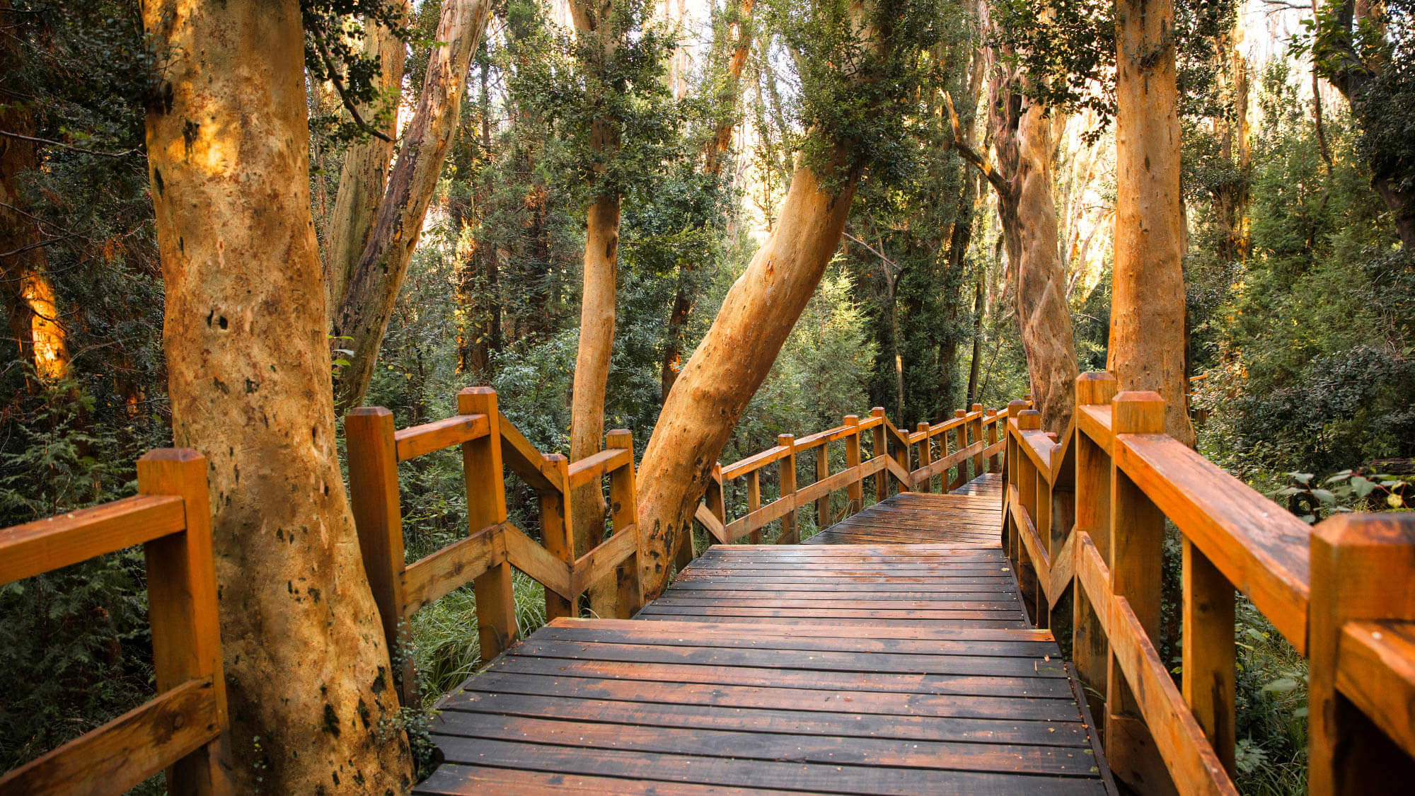 Wooden footbridges in Bosque de Arrayanes in Villa La Angostura