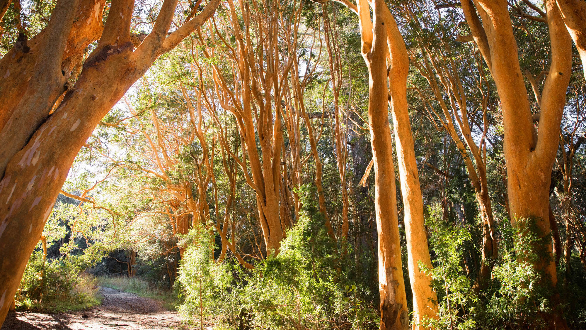 Bosque de Arrayanes, one of the best tours in Bariloche