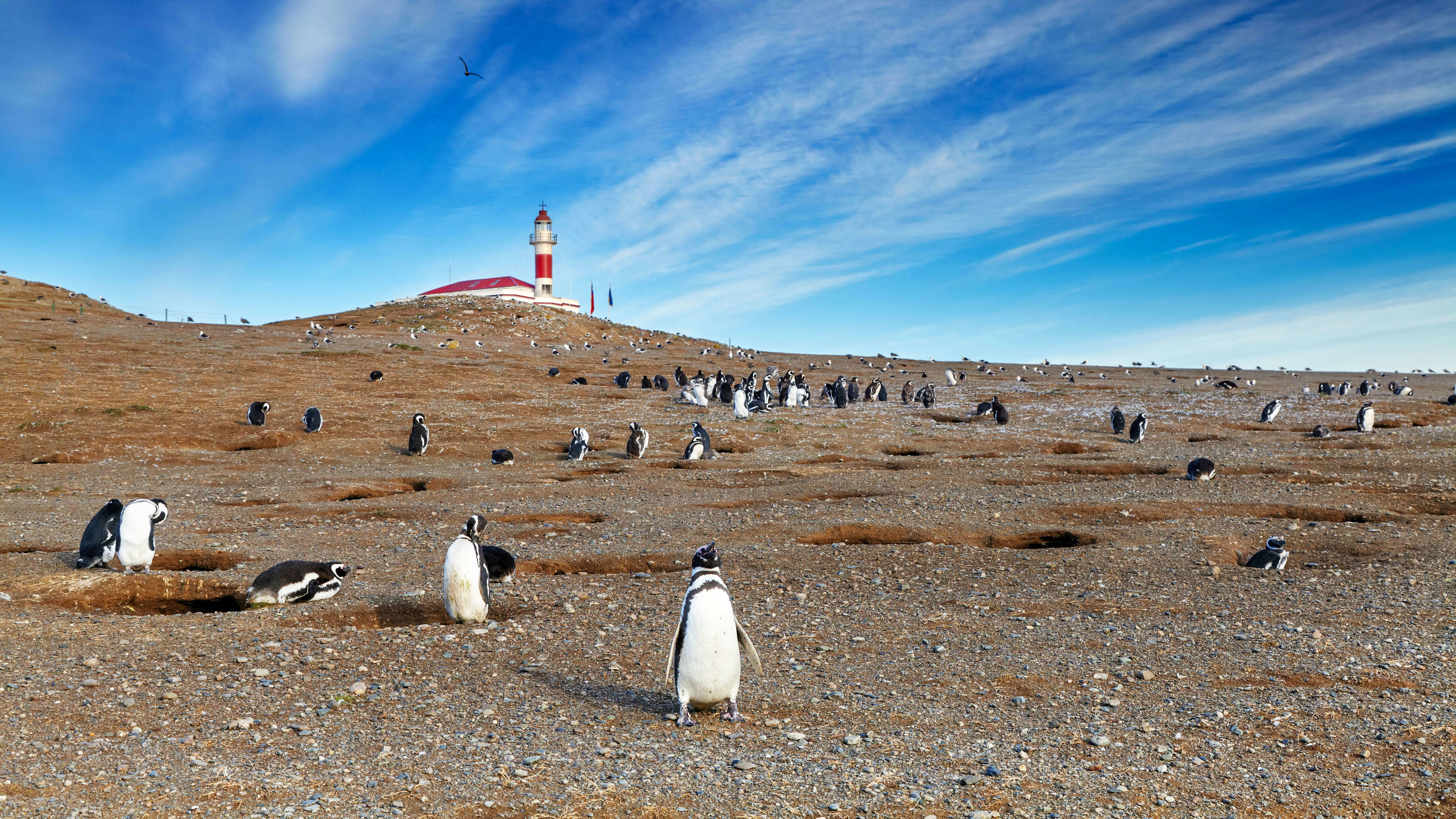 Magdalena Island with penguins and lighthouse in the background on an excursion from Punta Arenas