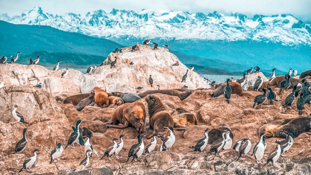 Isla Martillo with the penguins on a sailing trip on the Beagle.